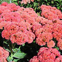 'Autumn Joy' Sedum