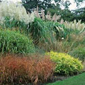 Ornamental Grasses