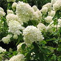 'Limelight' Hydrangea