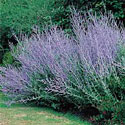 Russian Sage