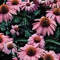 Echinacea 'Magnus'