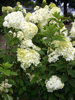 Limelight Hydrangea