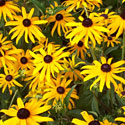 Rudbeckia