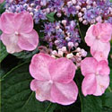 'Twist-N-Shout' Hydrangea