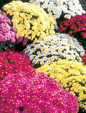 Garden Mums