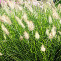Ornamental Grasses