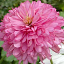 Echinacea 'Pink Poodle'