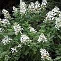 Hydrangea 'Tardiva'