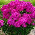 Volcano Phlox