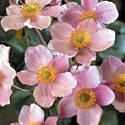 Anemone