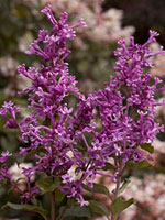 Bloomerang Lilac