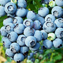 Blueberries