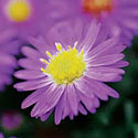 Asters