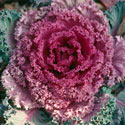 Cabbage & Kale