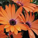 Fall Magic Annuals
