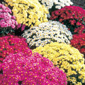 Garden Mums