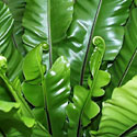 Bird's Nest Fern