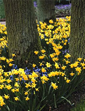 Daffodils