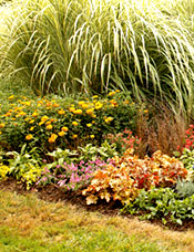 Fall Magic Annuals