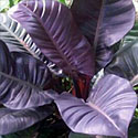 Philodendron 'Imperial Red'