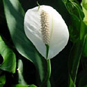 Peace Lily