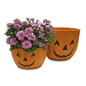 Pumpkin Pots