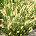 Hameln Grass