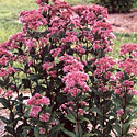 Eupatorium 'Little Joe'