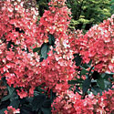 Hydrangea 'Pink Diamond'