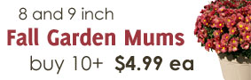8 and 9 inch Fall Garden Mums Buy 10+ $4.99 ea
