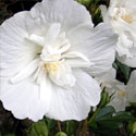 Hibiscus 'White Chiffon'
