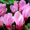 Cyclamen