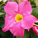 Dipladenia