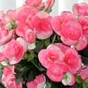 Reiger Begonias
