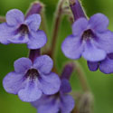 Streptocarpus