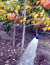 Fall Watering