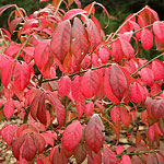 Burning Bush