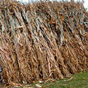 Corn Stalks