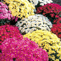 Garden Mums