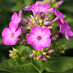 Volcano Phlox