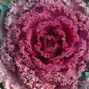 Cabbage & Kale