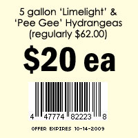 5 gallon 'Limelight' & 'Pee Gee' Hydrangeas $20 each