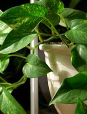 Houseplant