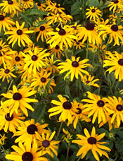 Rudbeckia