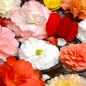 Tuberous Begonias