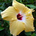 Hibiscus