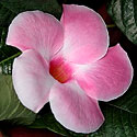 Mandevilla