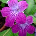 Streptocarpus