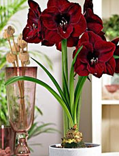 Amaryllis