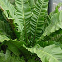 Bird's Nest Fern